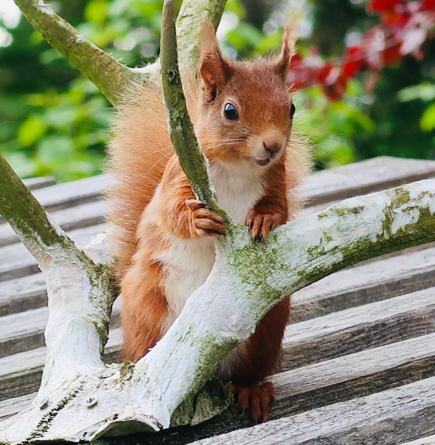 Red Squirrel Cottage Strathtay エクステリア 写真